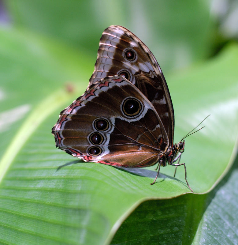 schmetterling