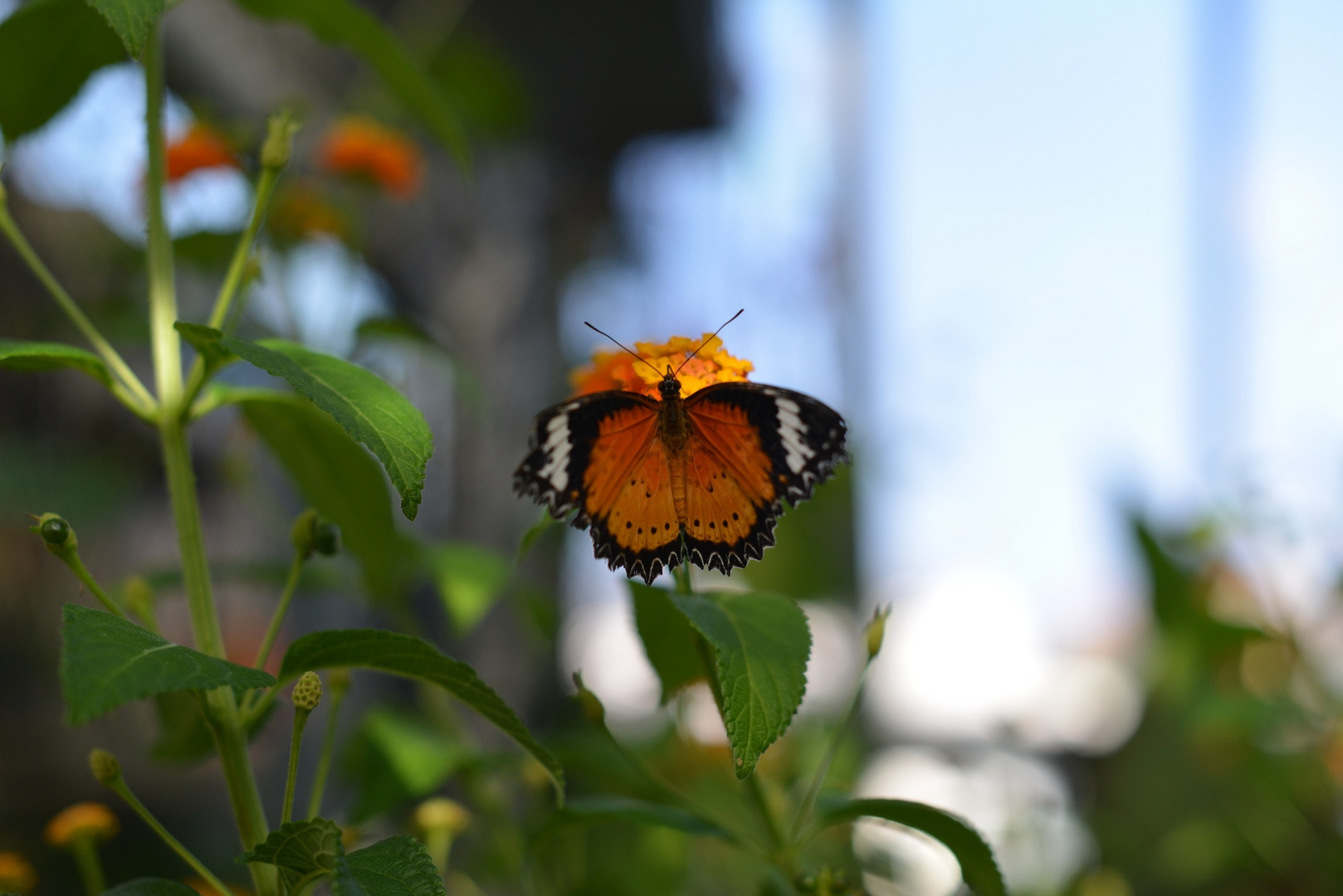 Schmetterling