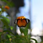 Schmetterling