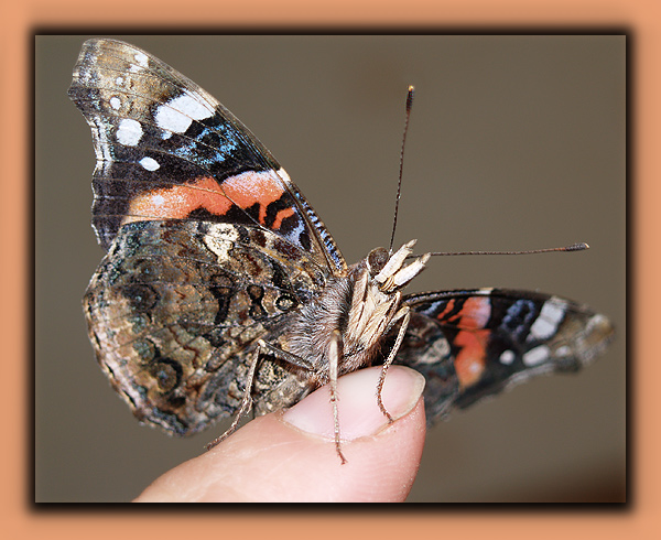 Schmetterling