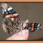 Schmetterling