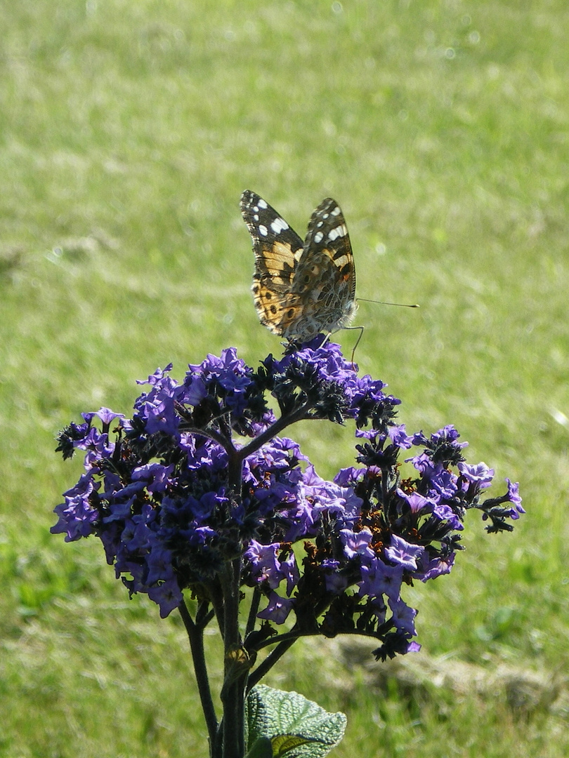 Schmetterling