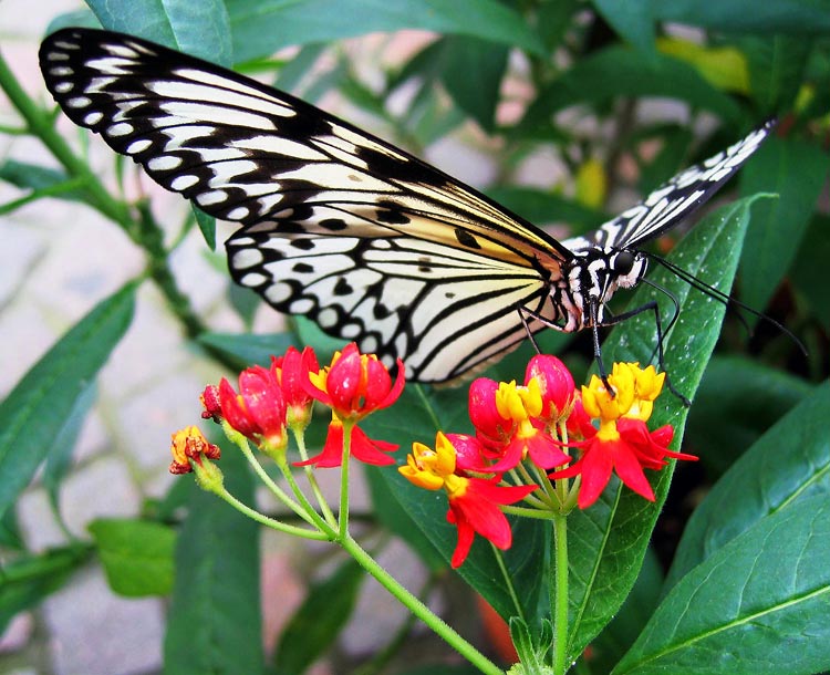 Schmetterling