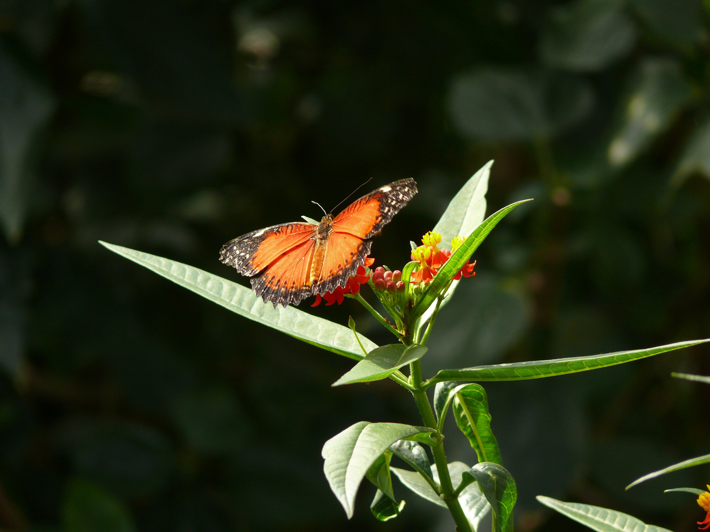 Schmetterling 