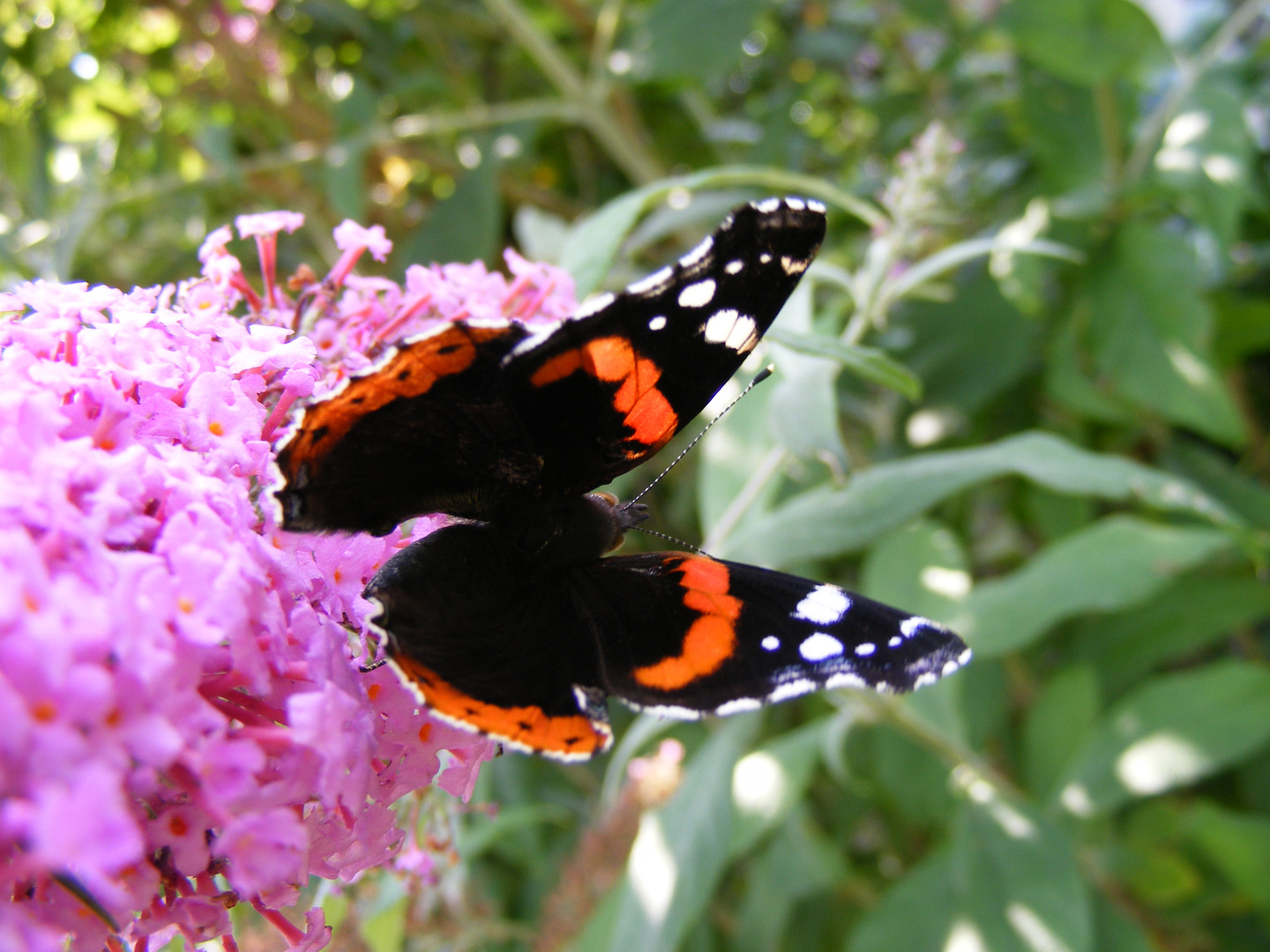 Schmetterling