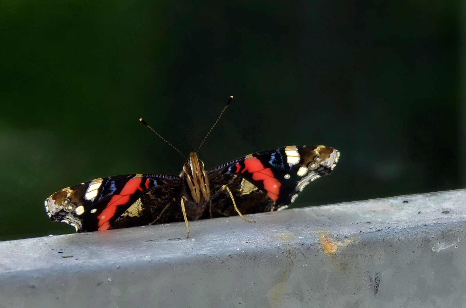 Schmetterling