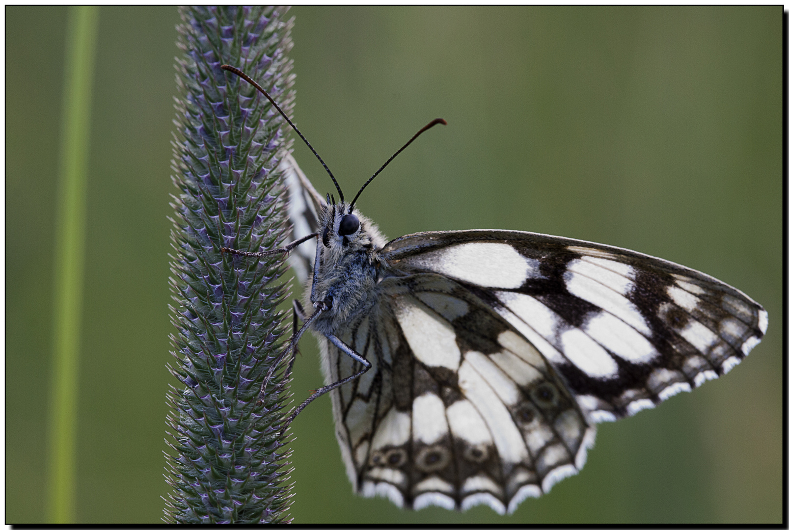 Schmetterling