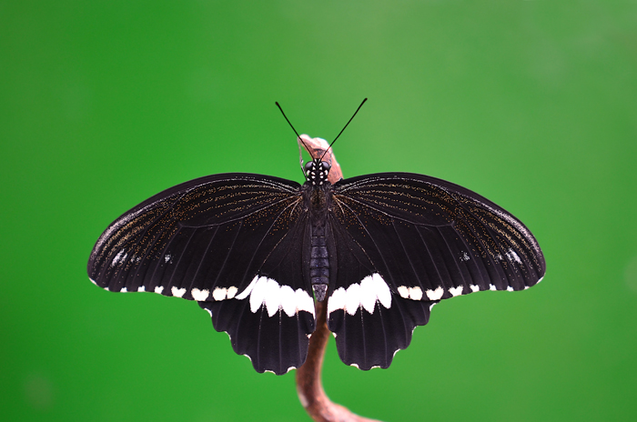 schmetterling