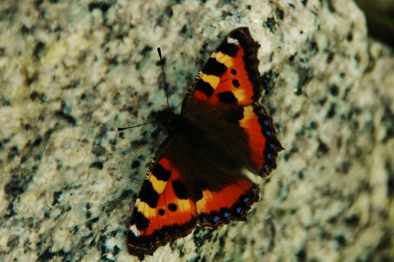 Schmetterling