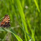 Schmetterling