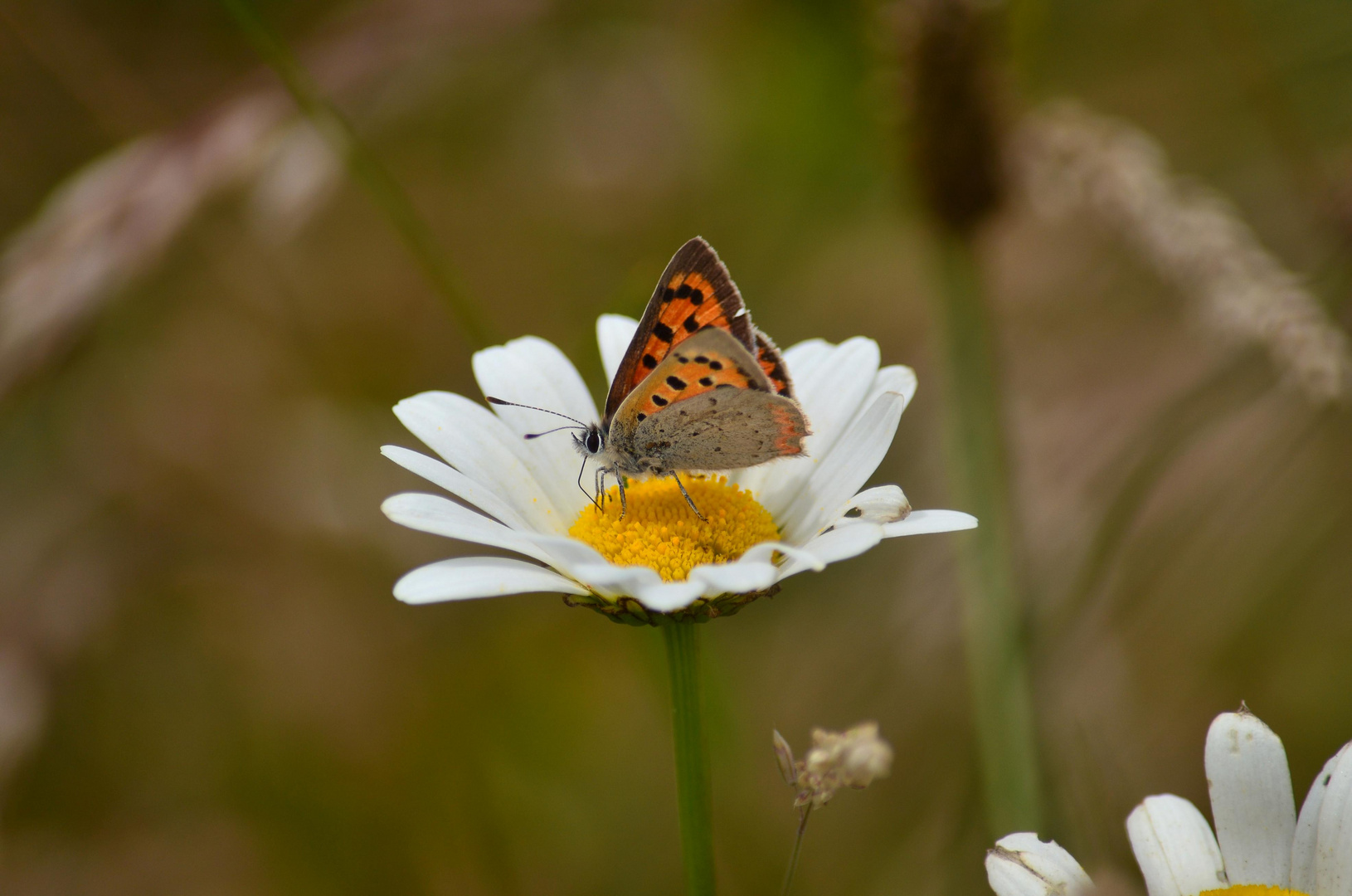 Schmetterling