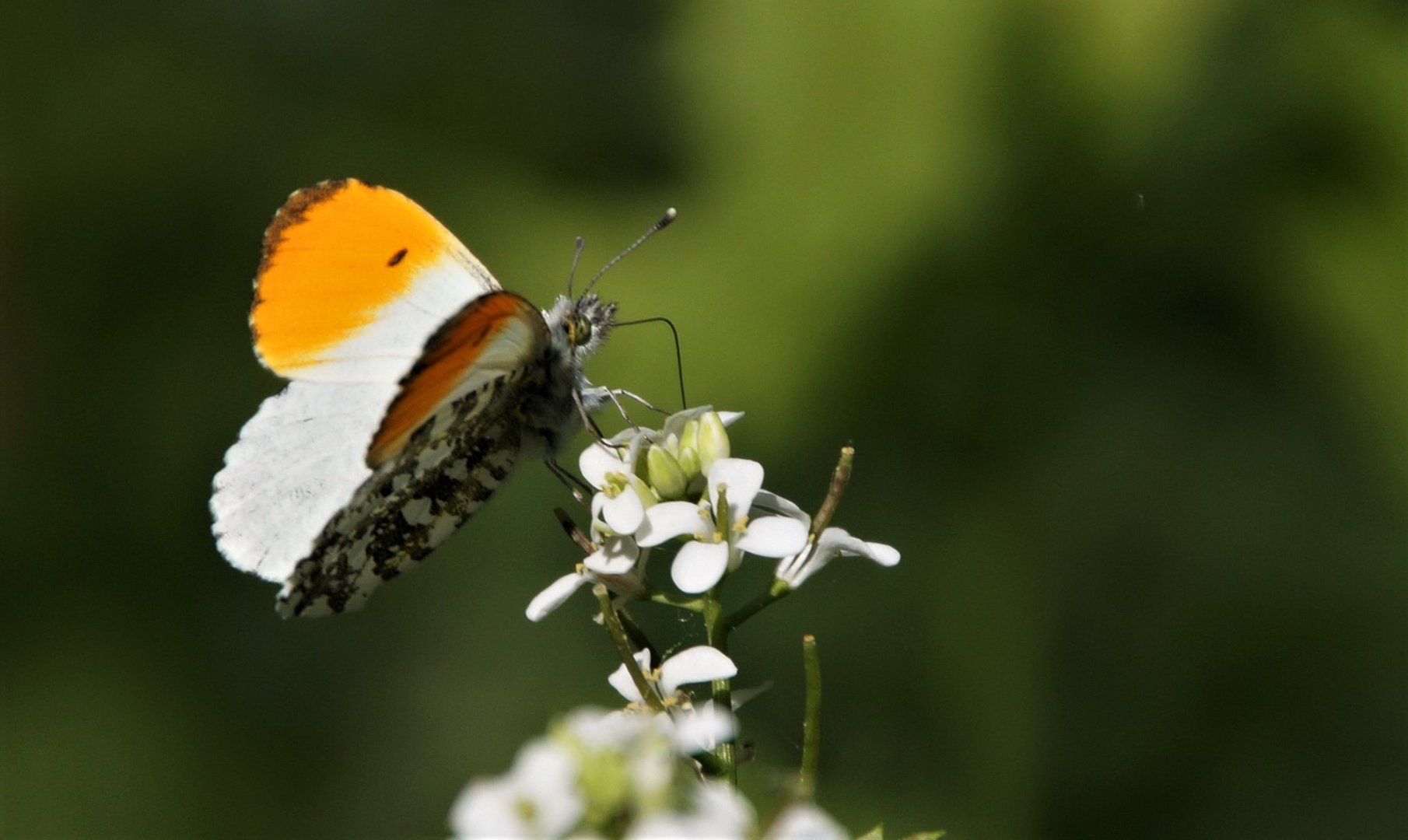 Schmetterling