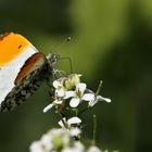 Schmetterling