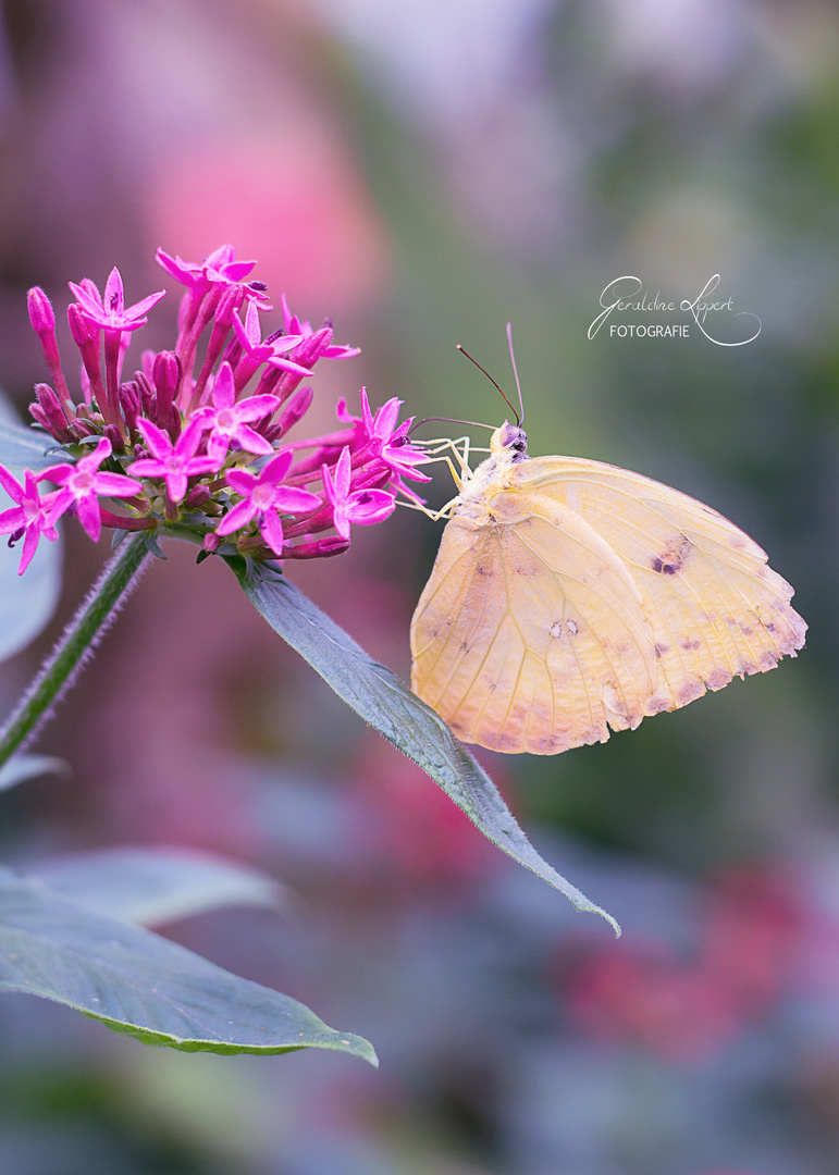 Schmetterling