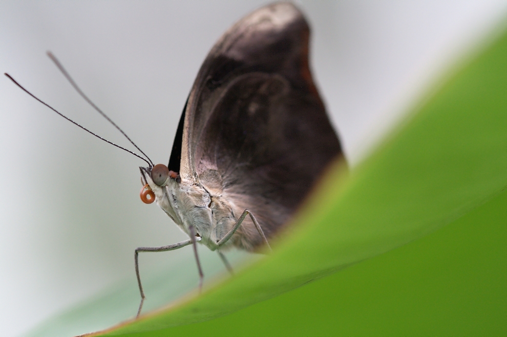 Schmetterling