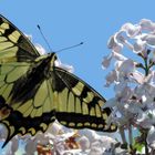 Schmetterling