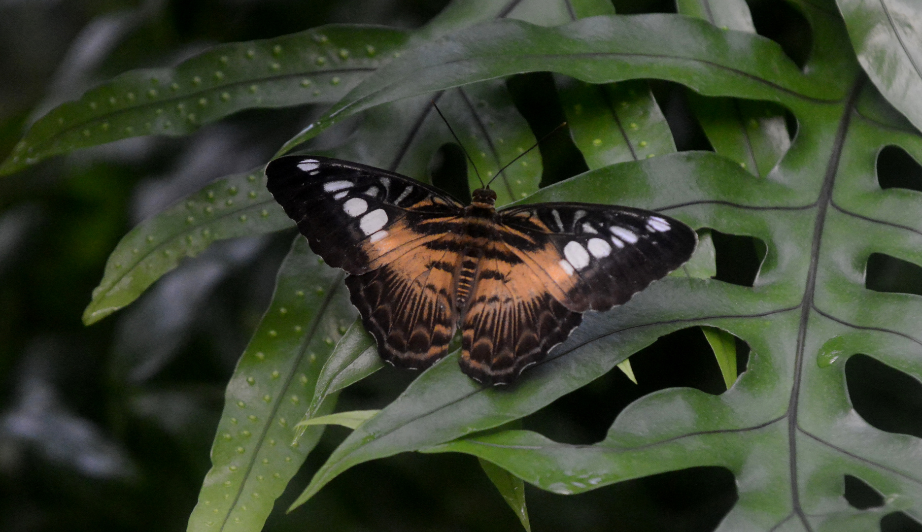 SCHMETTERLING