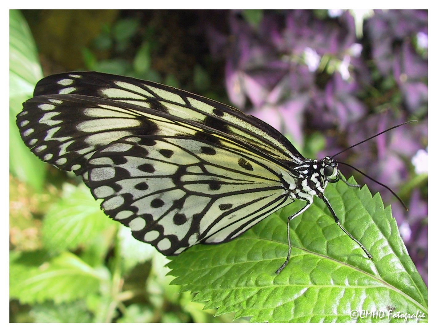 Schmetterling