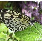 Schmetterling