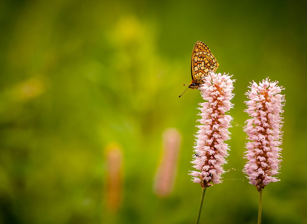 Schmetterling