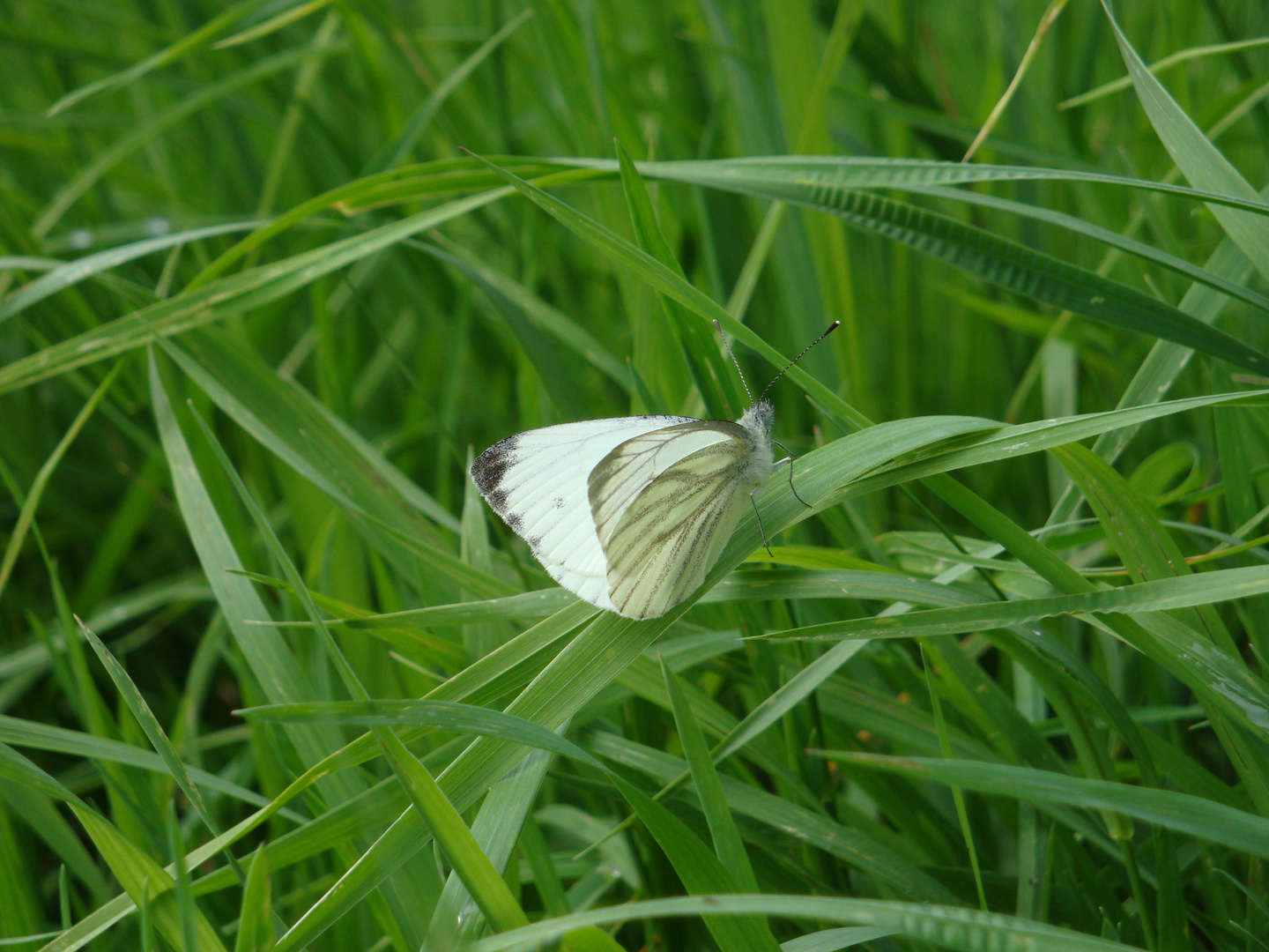 Schmetterling...