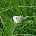 Schmetterling...