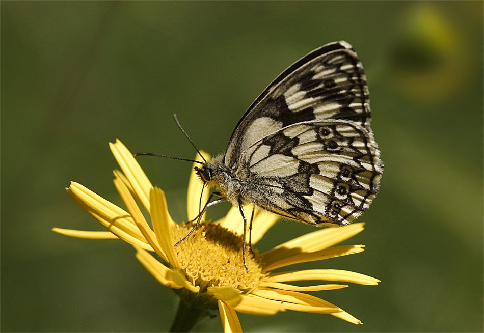 Schmetterling