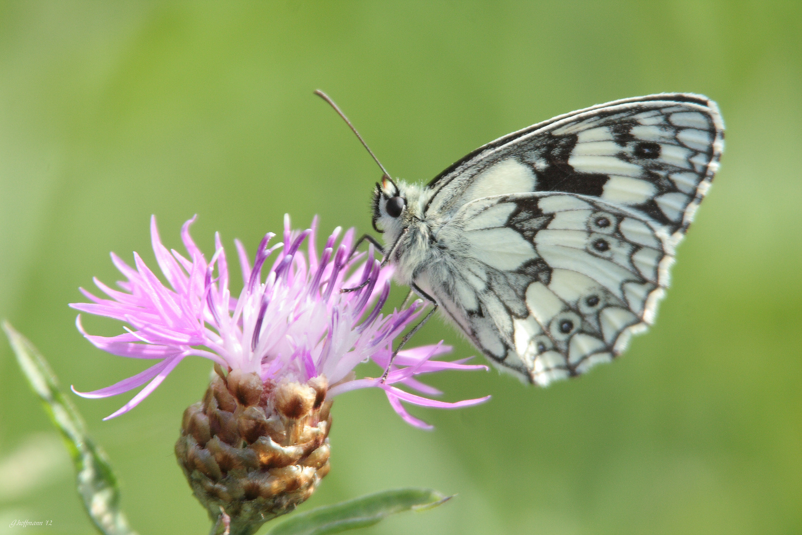 Schmetterling