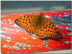 Schmetterling