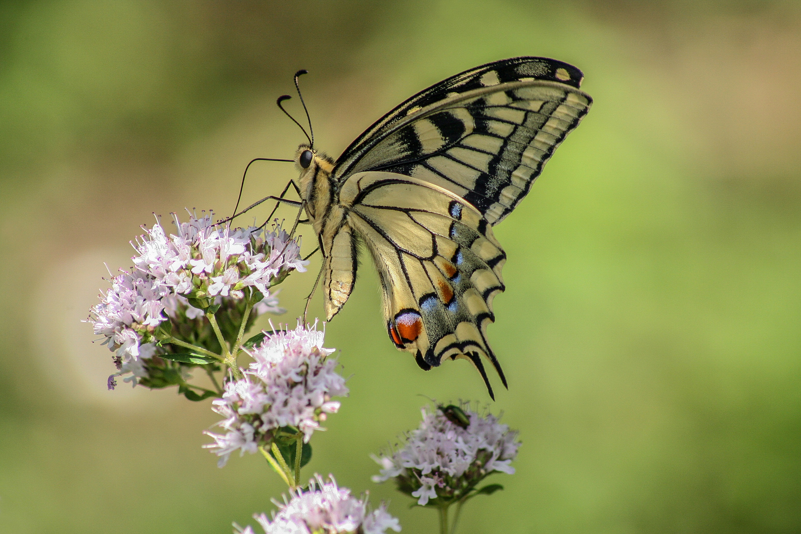 Schmetterling