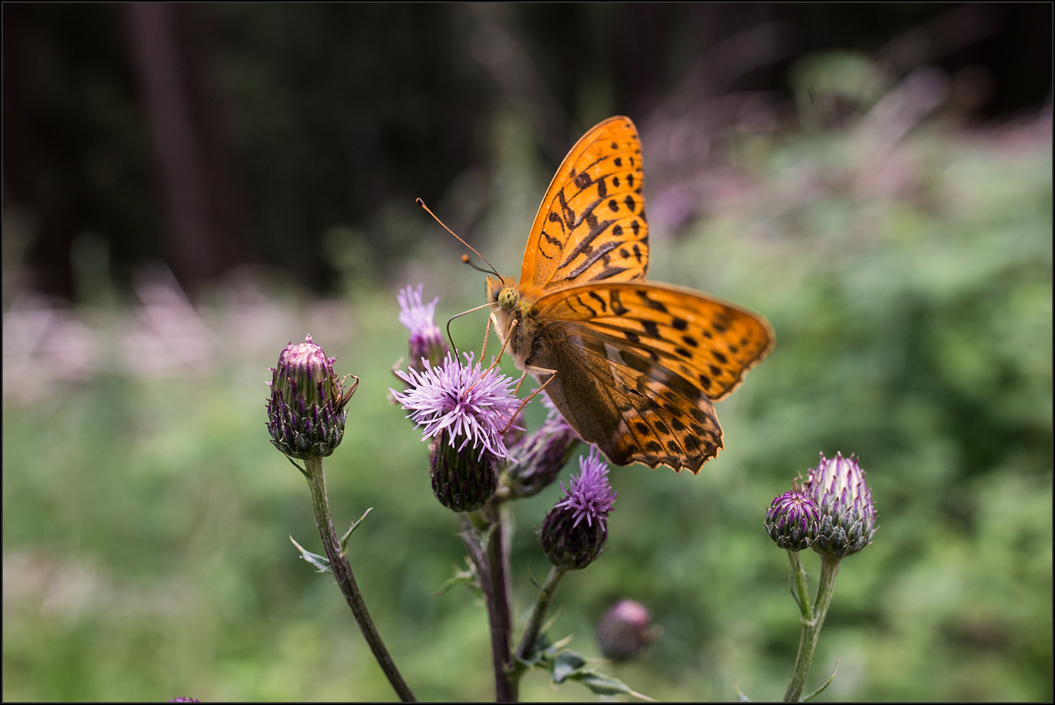 Schmetterling