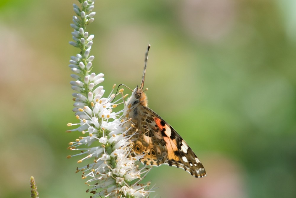 Schmetterling