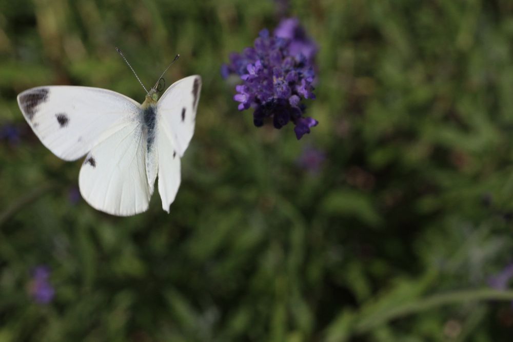 Schmetterling