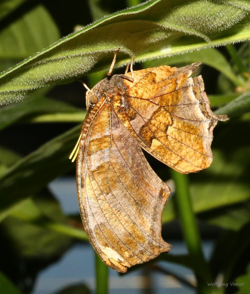 Schmetterling