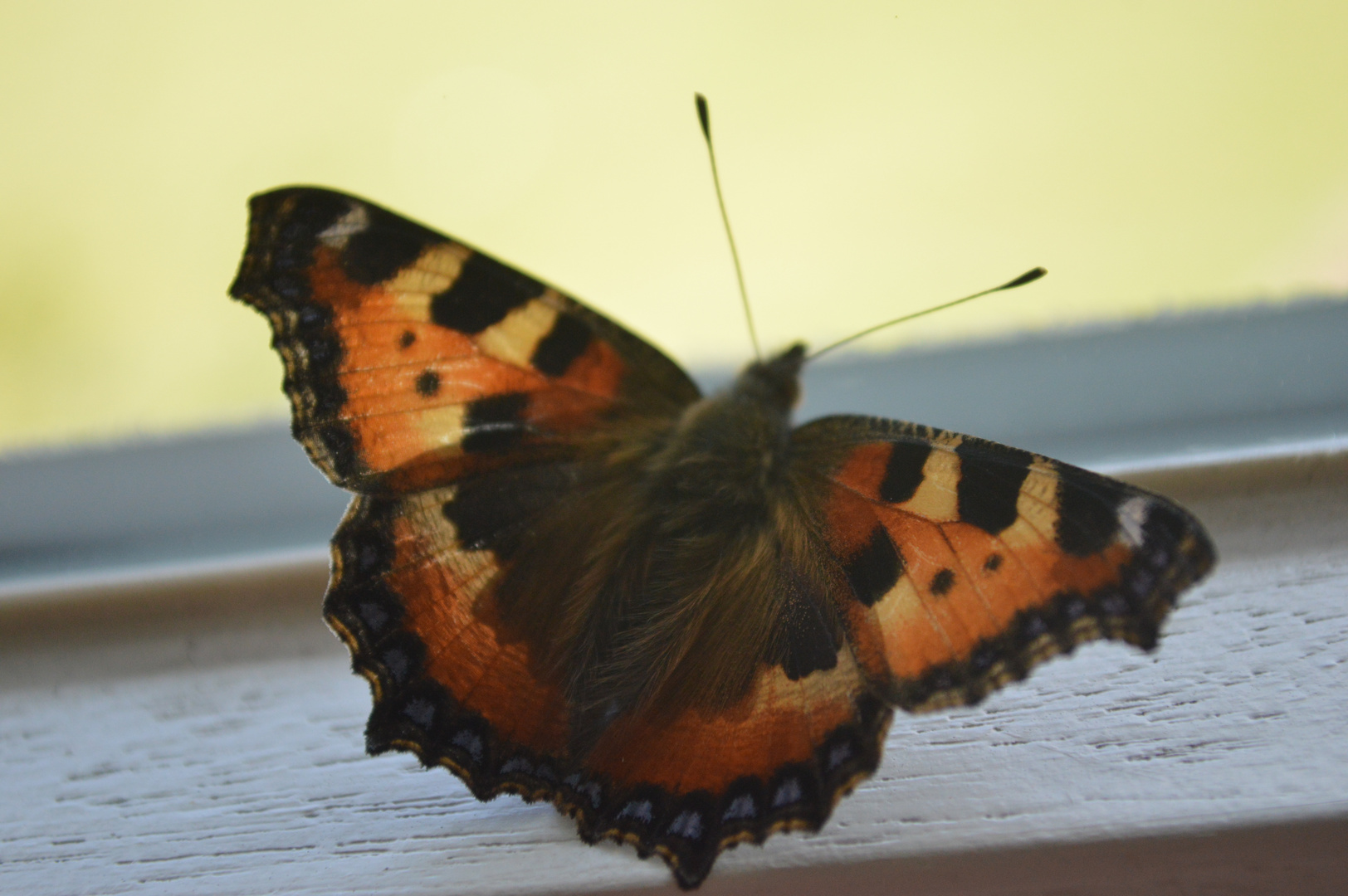 Schmetterling