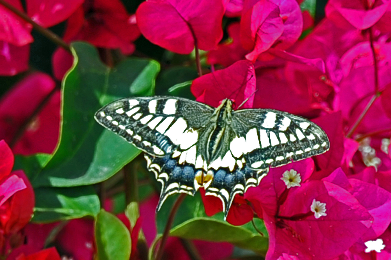 Schmetterling