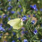 Schmetterling 