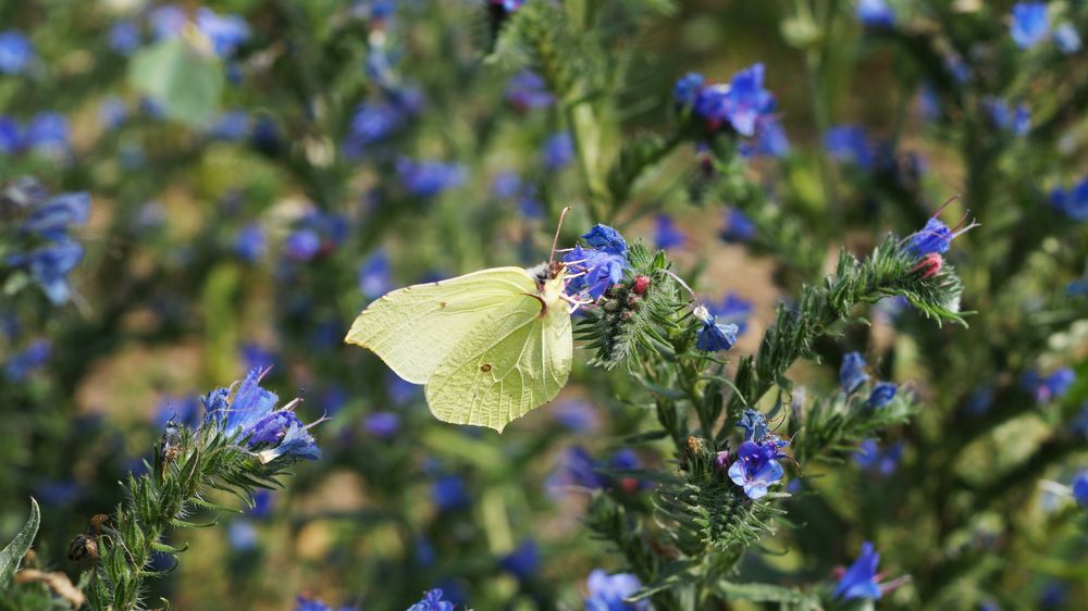 Schmetterling 