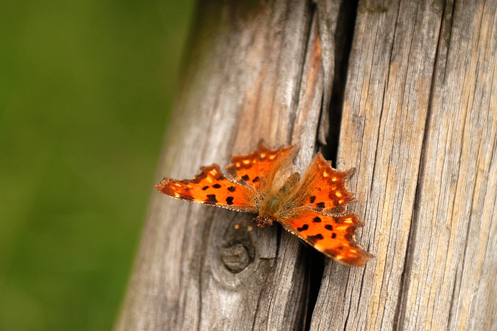 Schmetterling