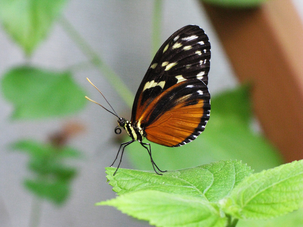 Schmetterling