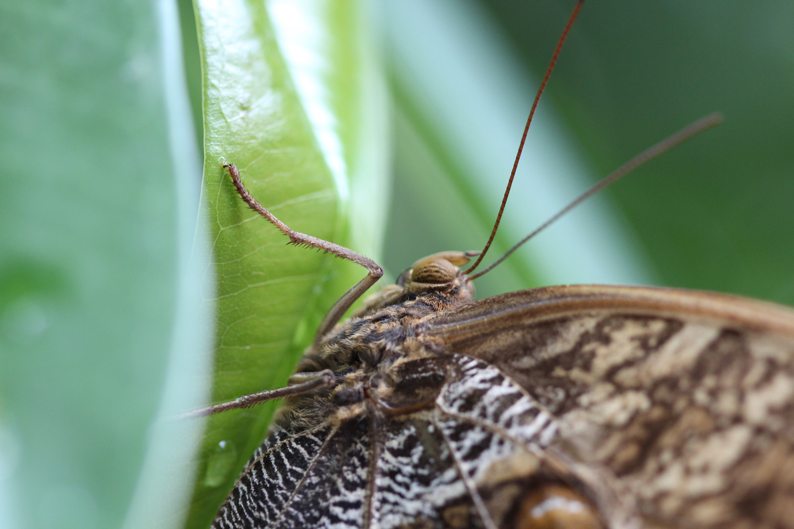 Schmetterling