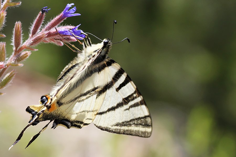 schmetterling