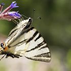 schmetterling