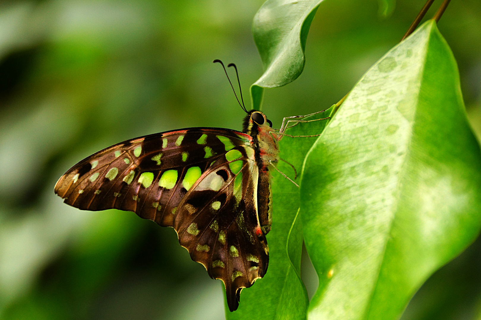 Schmetterling