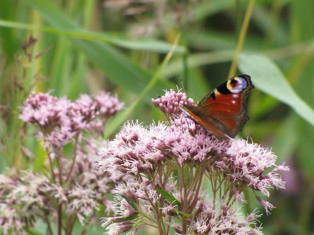 schmetterling......