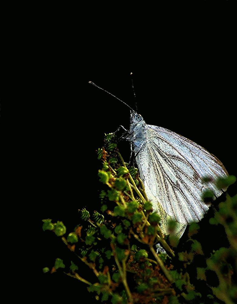 Schmetterling