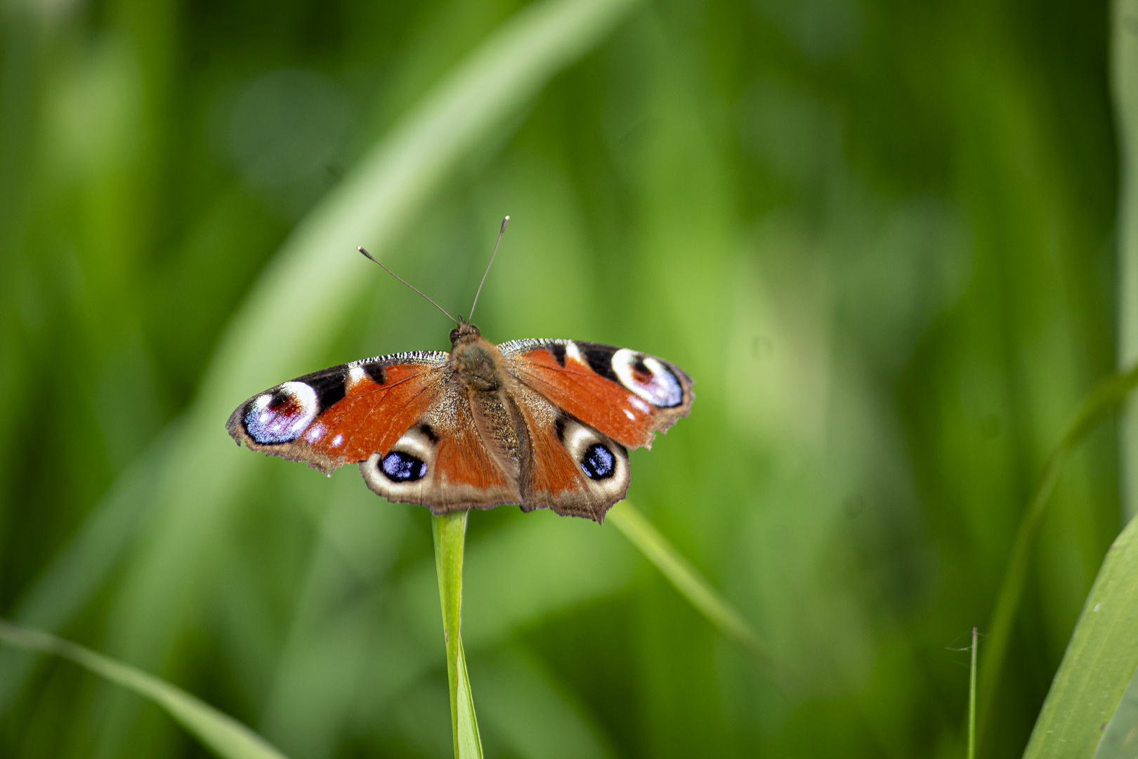 Schmetterling