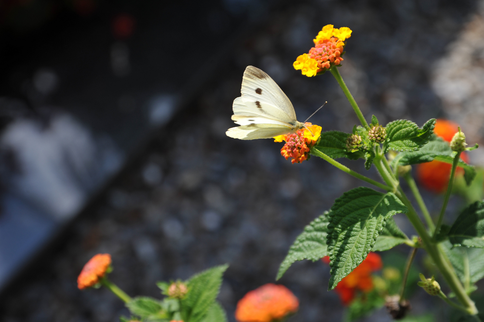 Schmetterling