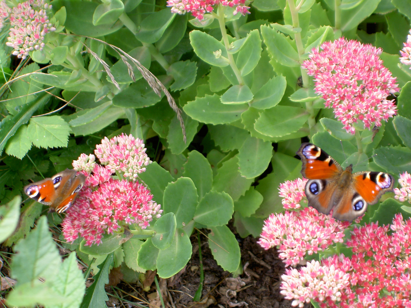 Schmetterling