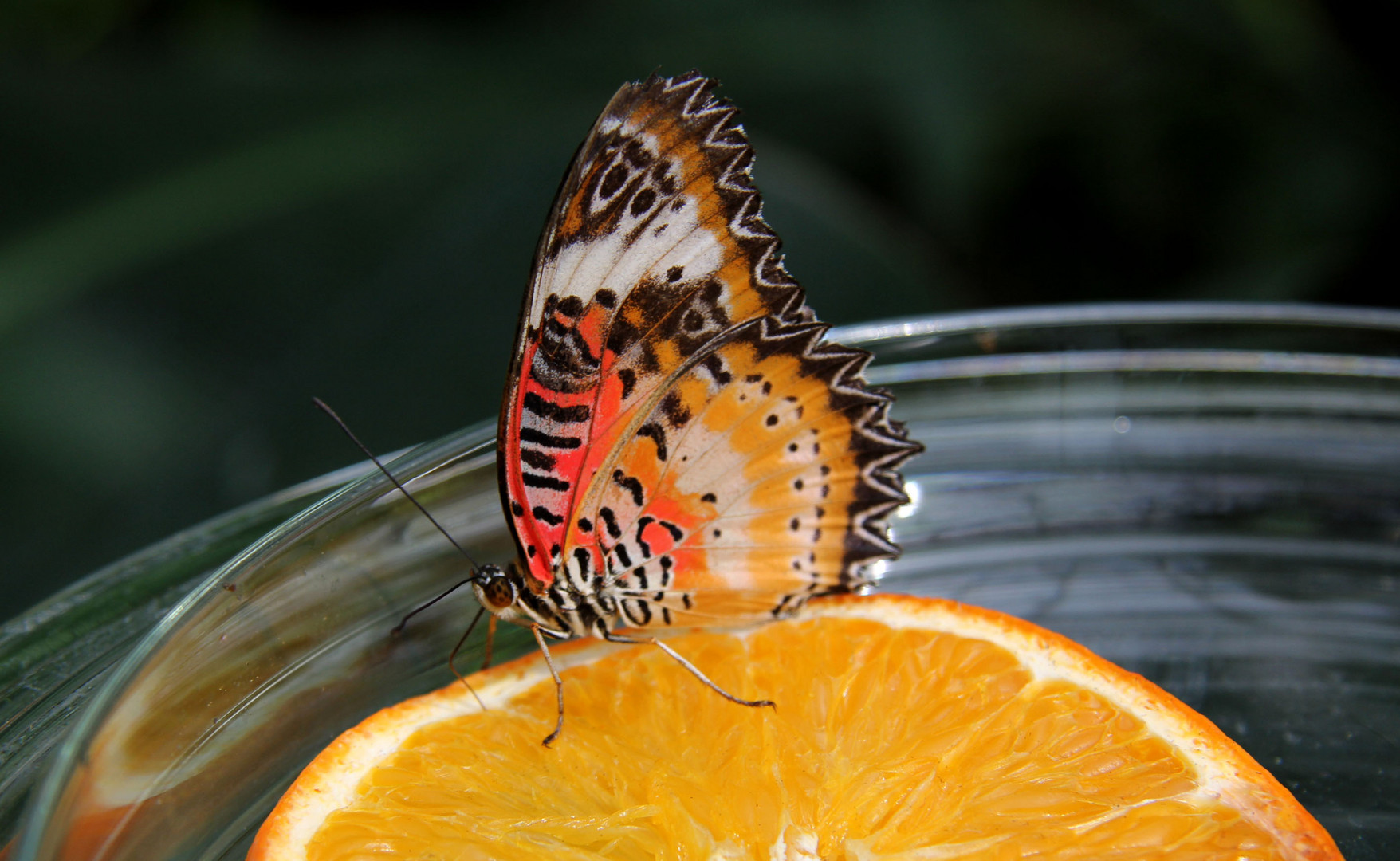 Schmetterling